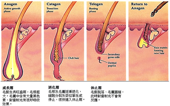 檔案:Hair life cycle.jpg
