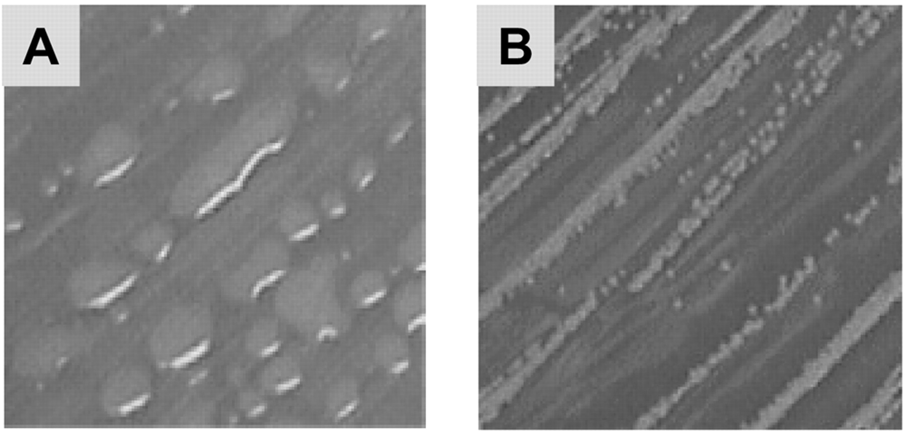 Hyaluronic Acid Production in Bacillus subtilis.jpg