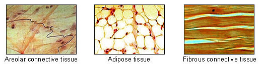 Connective tissue.jpg