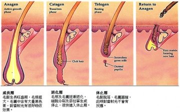 Hair life cycle.jpg